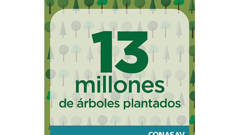 13.7 millones de árboles plantados en campaña masiva de reforestación PLANTATÓN